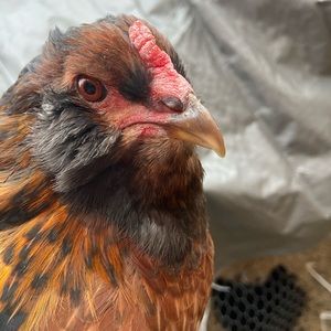 Meet your Posher, Chaelynn